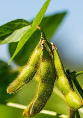 Soya & Soya Products