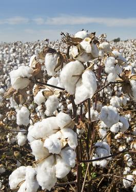 AGRI_COTTON