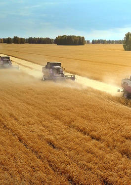 AGRI_GRAIN_WHEAT_OILSEEDS