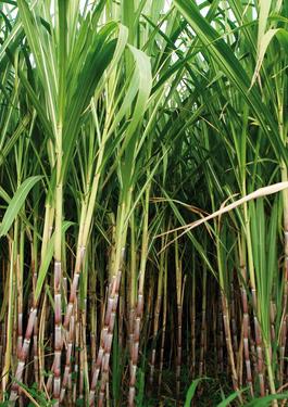 AGRI_SUGAR